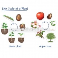 Растения. Жизненный цикл (магнитный)